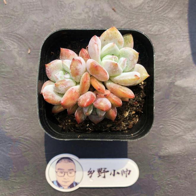 多肉植物彩虹好養(yǎng)嗎_彩虹多肉好養(yǎng)嗎_多肉彩虹難養(yǎng)