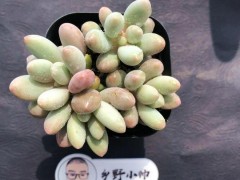 “分享超萌多肉，皮實(shí)好養(yǎng)，超高的顏值”