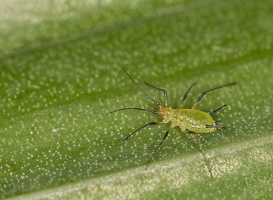 除蚜蟲用什么農(nóng)藥_農(nóng)藥蚜蟲_專殺蚜蟲農(nóng)藥