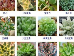 “144種多肉植物名稱(chēng)大全，常見(jiàn)品種”